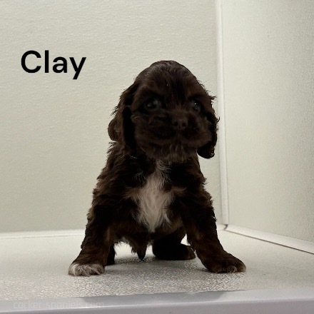 puppy, for, sale, Cocker Spaniel, Joe & Cherri  Overlease, dog, breeder, Miller, MO, dog-breeder, puppy-for-sale, forsale, nearby, find, puppyfind, locator, puppylocator, aca